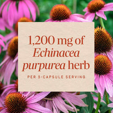 Cream-colored label displaying "1,200 mg of Echinacea purpurea herb per 3-capsule serving" overlaid on pink and orange echina