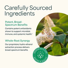 Japanese Knotweed, by NutraMedix