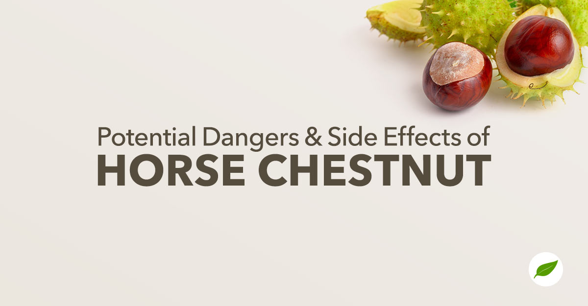 horse chestnut edible