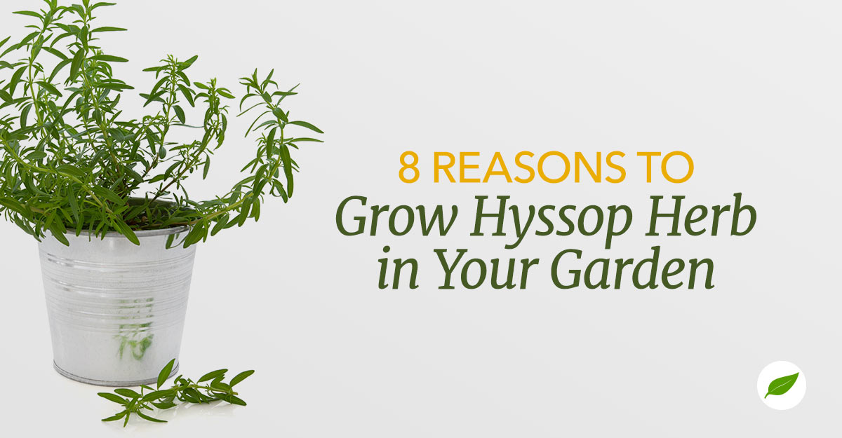 hyssop herb