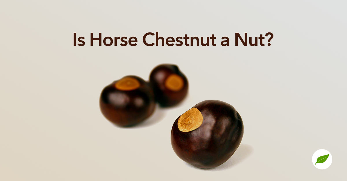 is horse chestnut a nut