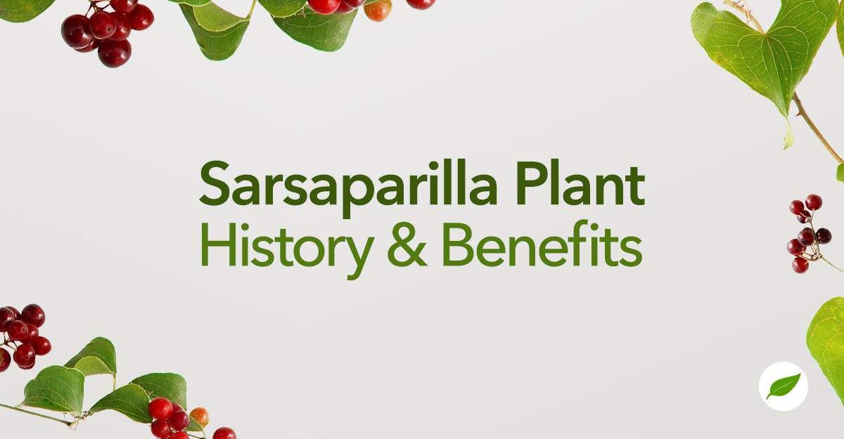 Sarsaparilla-Plant-Uses-Benefits