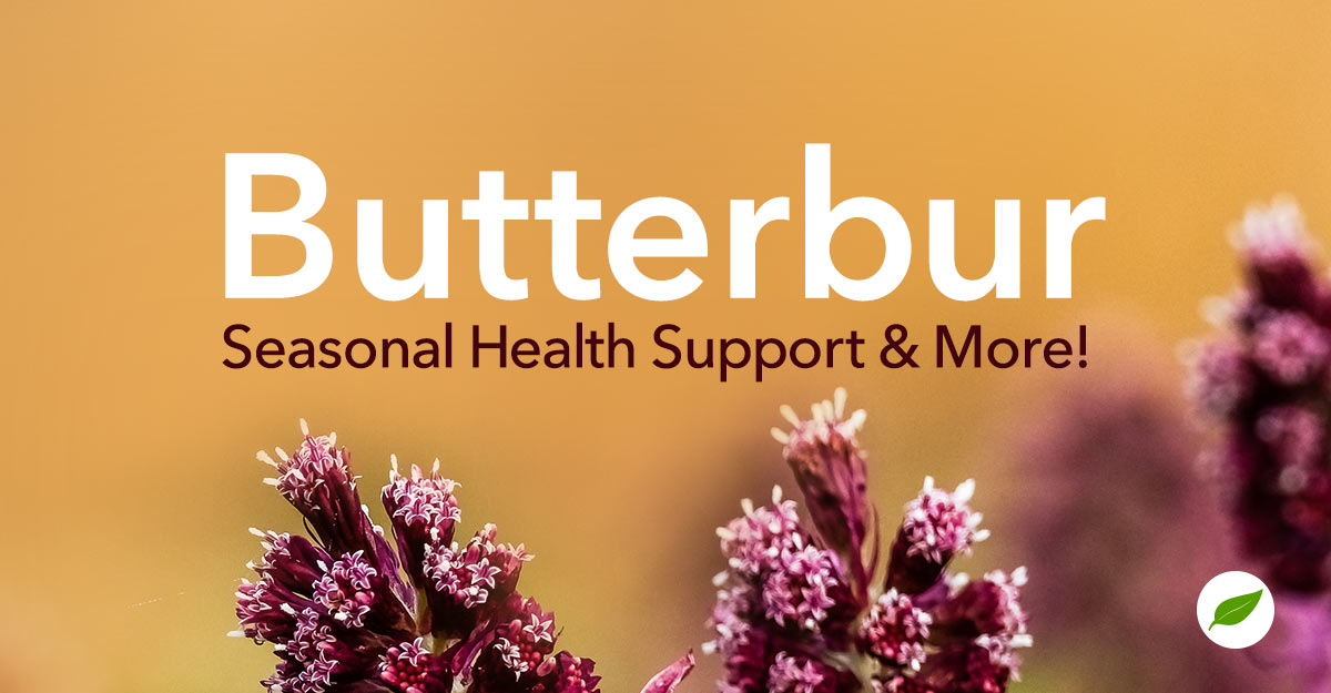 butterbur uses