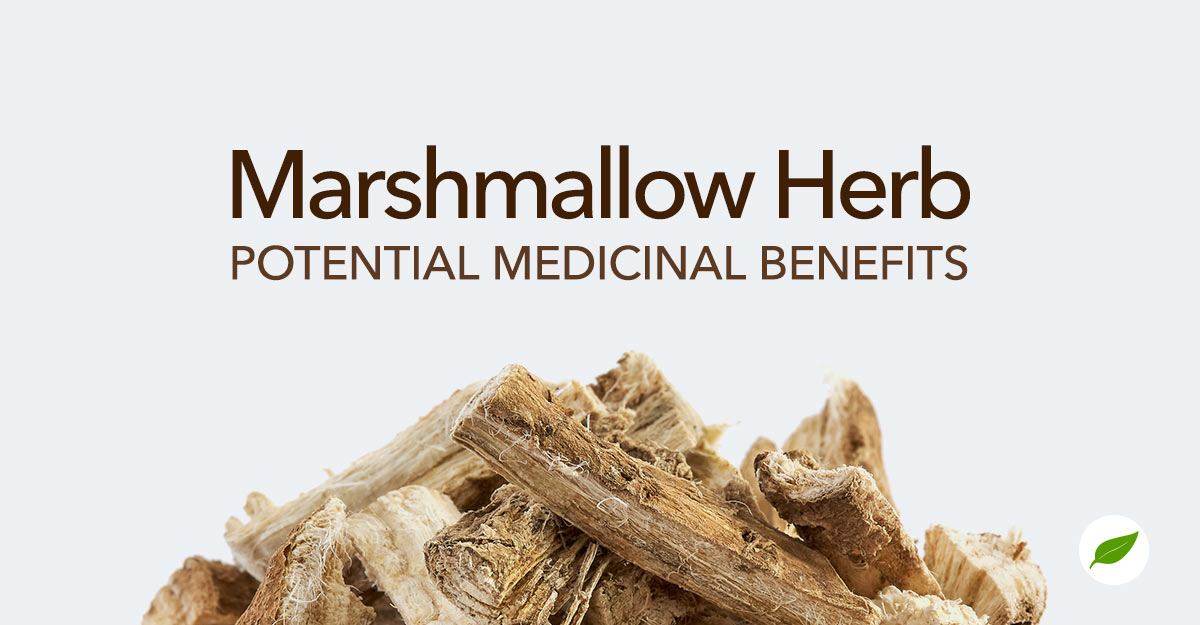marshmallow-herb-benefits