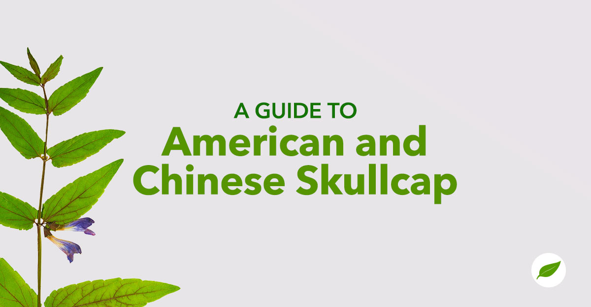 American-Chinese-Skullcap-herb-