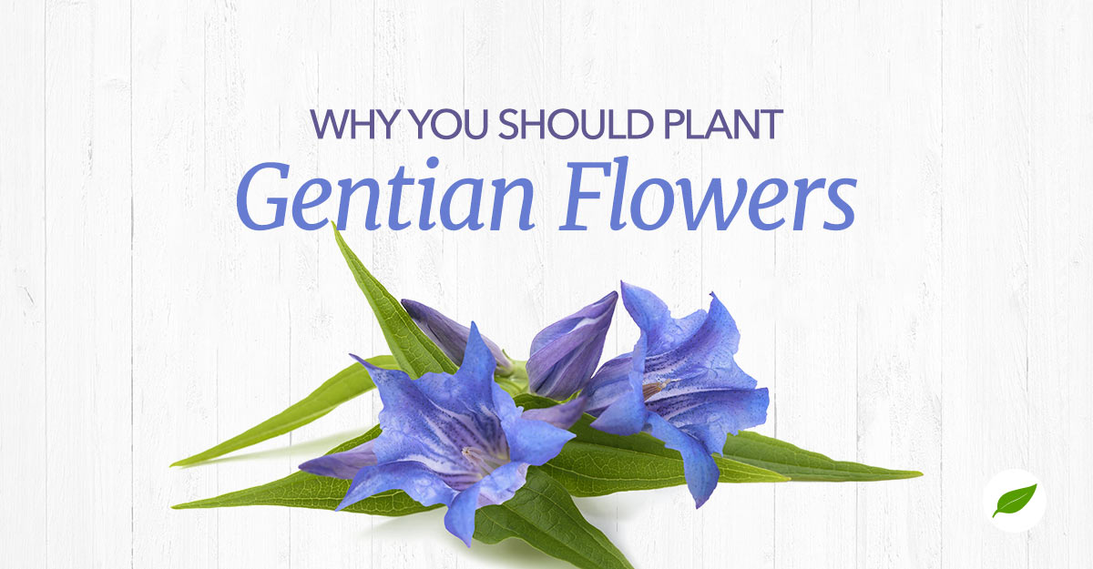 gentian flower