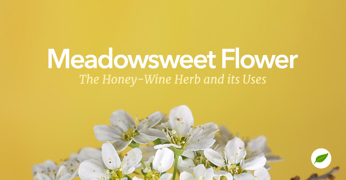 meadowsweet flower