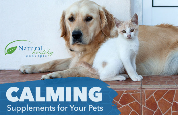 Natural Pet Calming Ideas for Your Dog or Cat