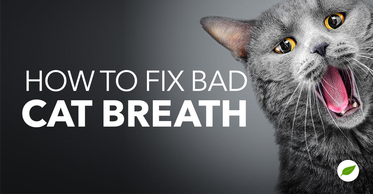 cat bad breath