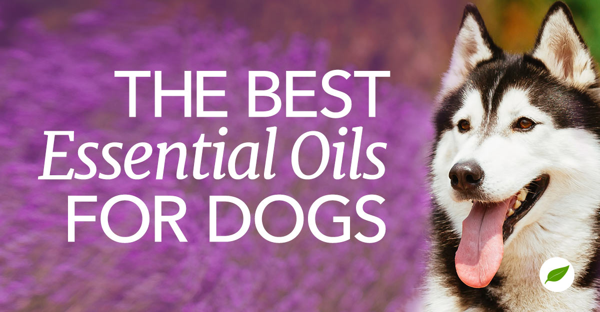 essential oils for dogs