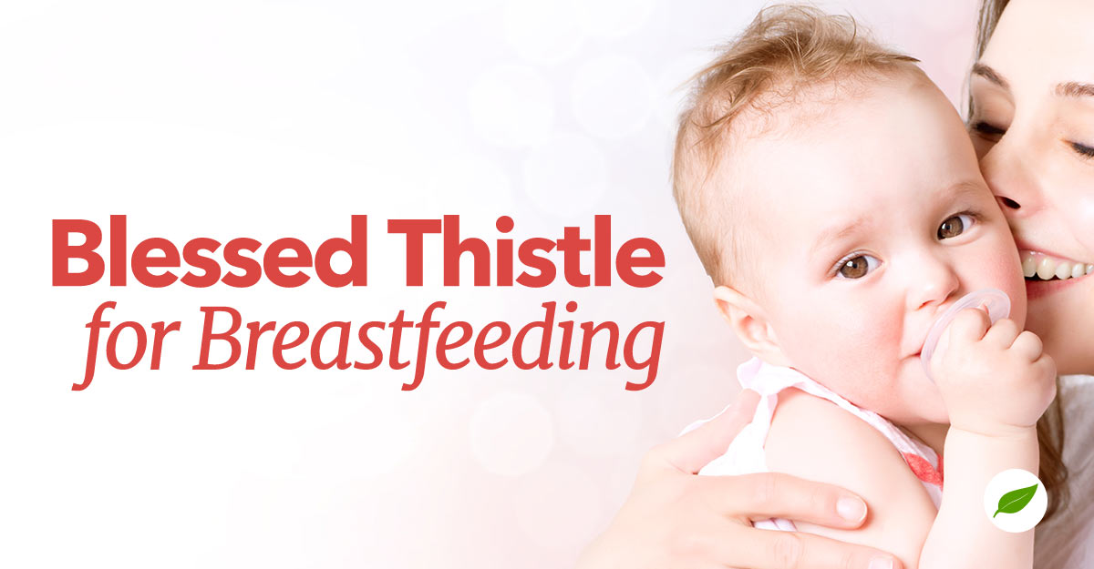 blessed thistle breastfeeding