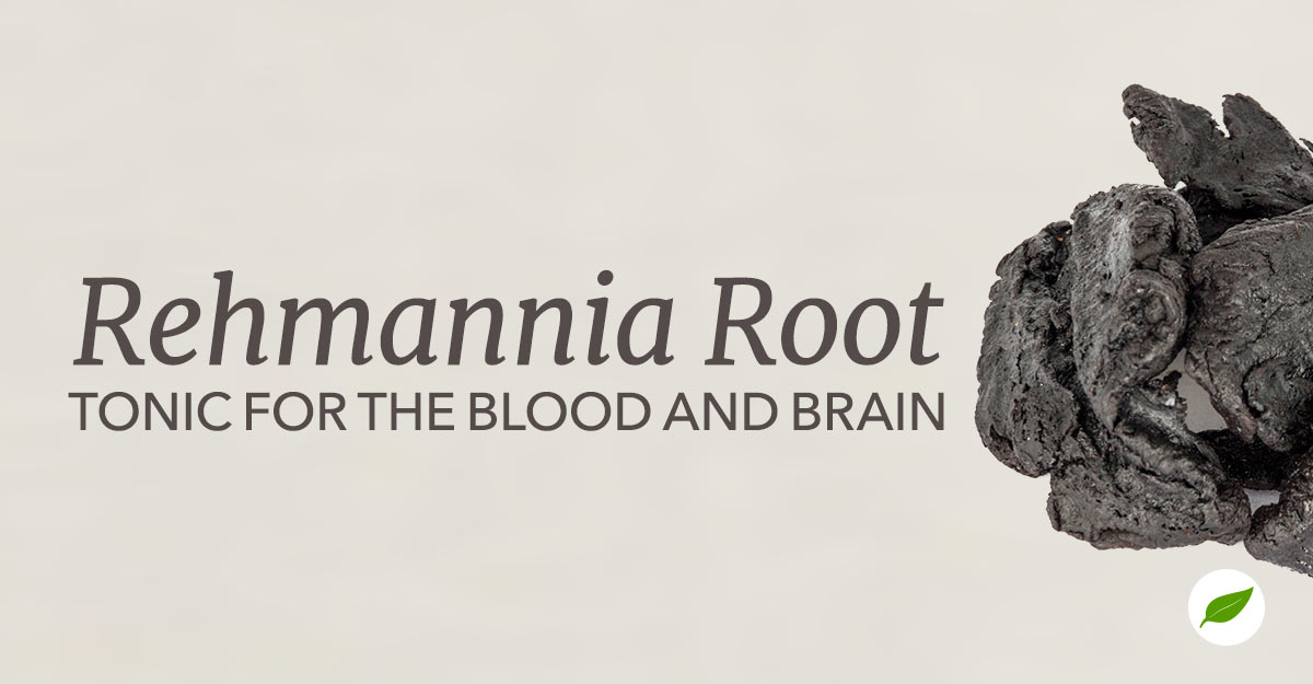 rehmannia root