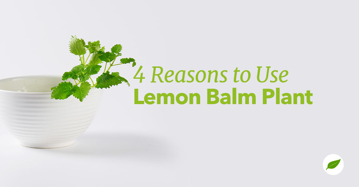 lemon-balm-plant