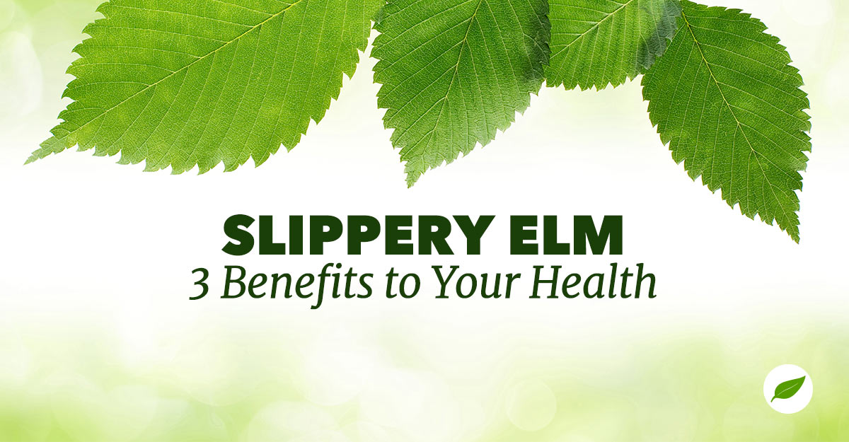 slippery elm benefits