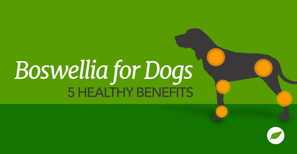 boswellia for dogs