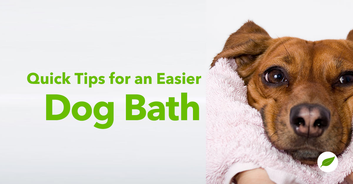 dog bath