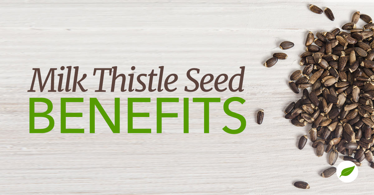 Milk-Thistle-Seed-Benefits