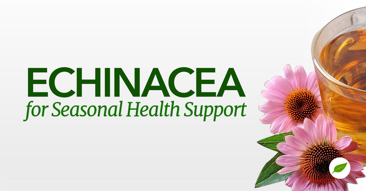Echinacea benefits