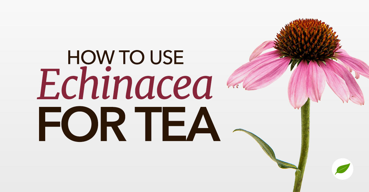 how to use Echinacea
