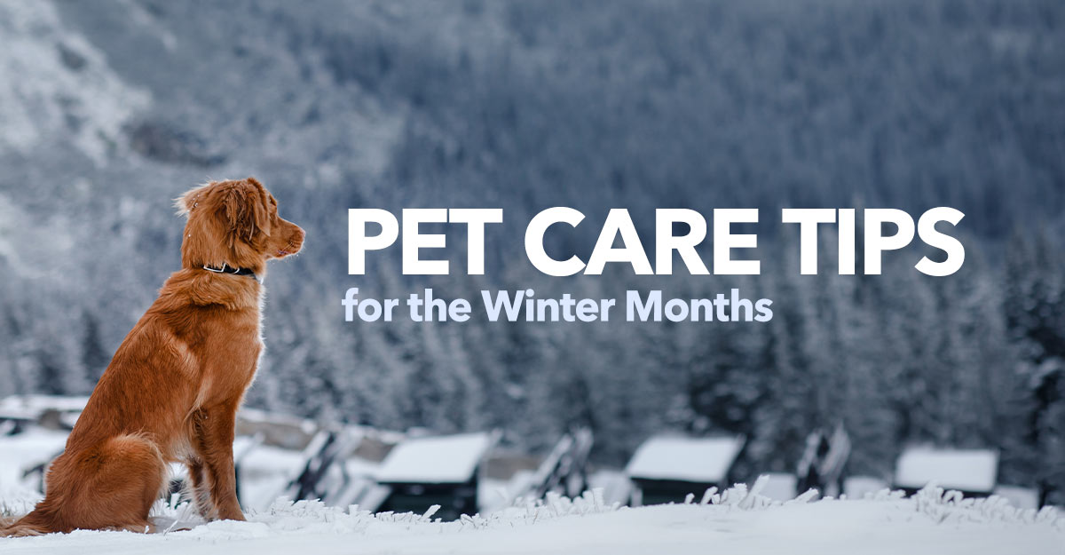 pet care tips