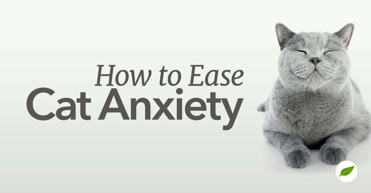 Learn to Recognize and Address Cat Anxiety