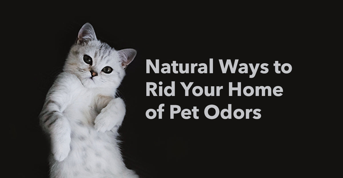 pet odors
