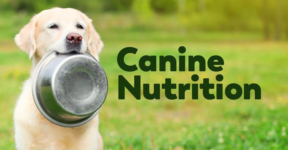 canine nutrition