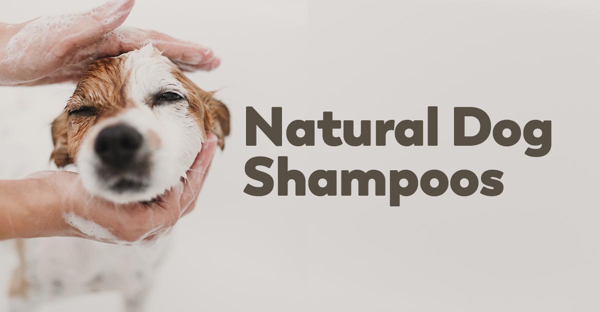 The Best Chihuahua Shampoo and Soap Bars for Your Dog
