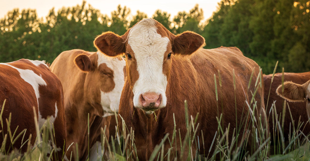 Are Beef Organ Supplements Right for Me?