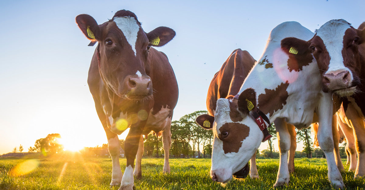 Colostrum Supplement Benefits for Allergy Relief and Immune Support
