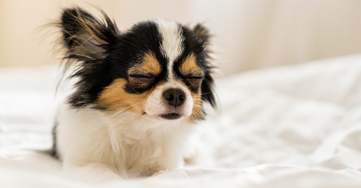 Small black, white, and brown down on a white blanket with its eyes closed