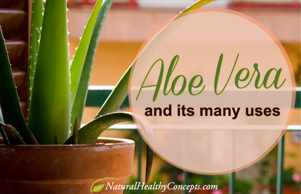 5 Ways to Use Aloe Vera for Healthier Living