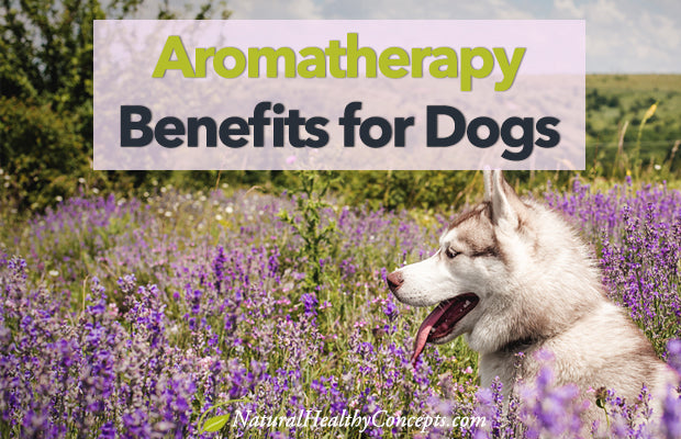 How Essential Oils Can Help You Care for Your Dog