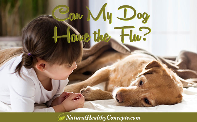 Your Dog & the 2015 Canine Flu Outbreak