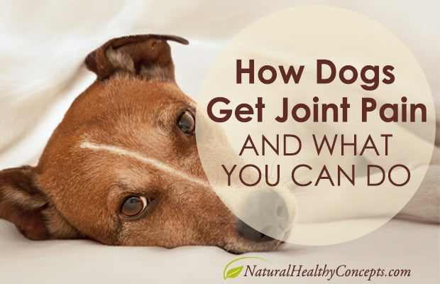 Joint Pain & Your Dog: What You Need to Know