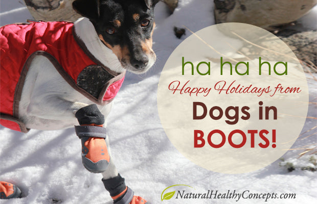 The Best Dog Boot Videos