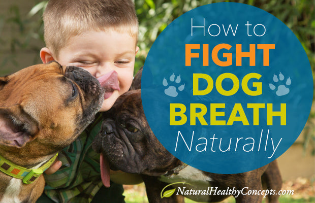 How to Freshen Dog Breath Naturally