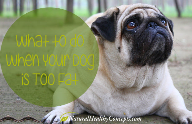 Obesity & Your Dog: What You Should Know
