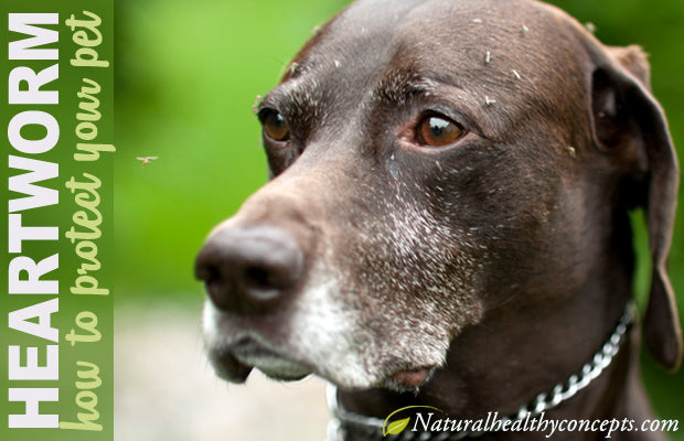Heartworm Preventatives: Do Dogs Need Them?