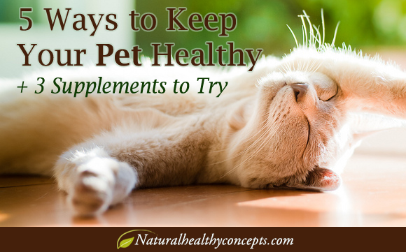 5 Ways to Keep Your Pet Healthy & 3 Supplements to Give Them