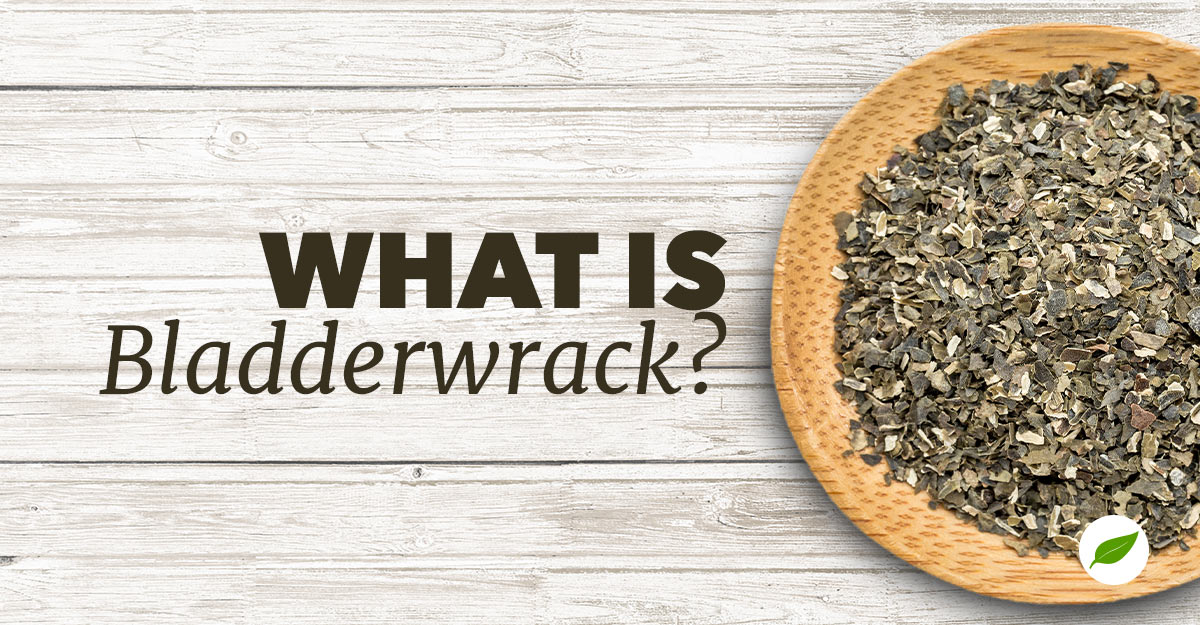 what is bladderwrack