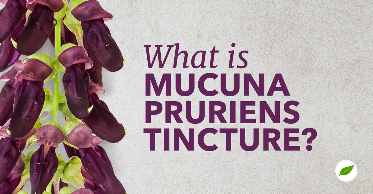 mucuna pruriens tincture