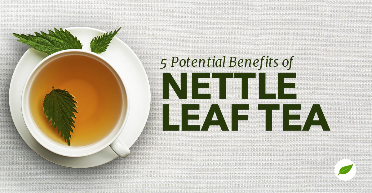 nettle leaf tea
