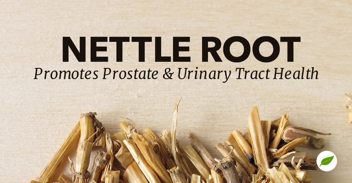 nettle root