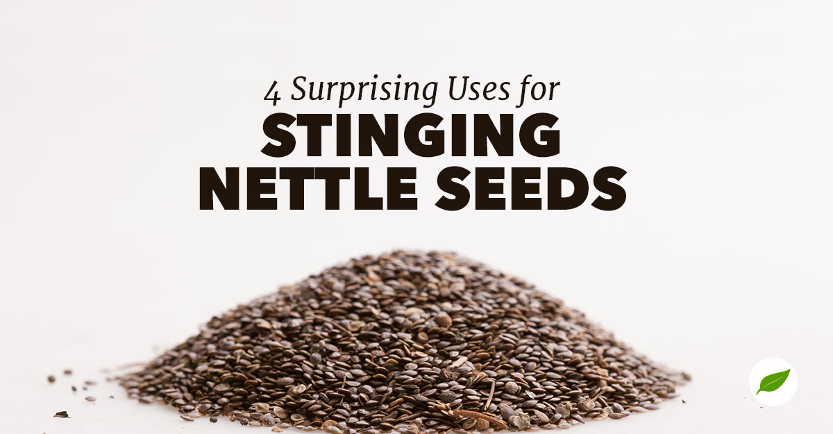 stinging nettle seeds