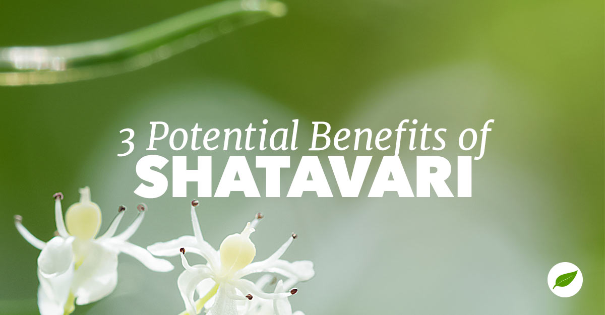 shatavari-benefits-lactation