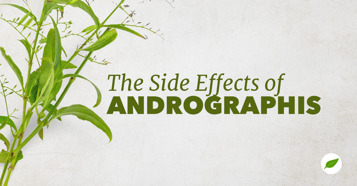 andrographis-side-effects