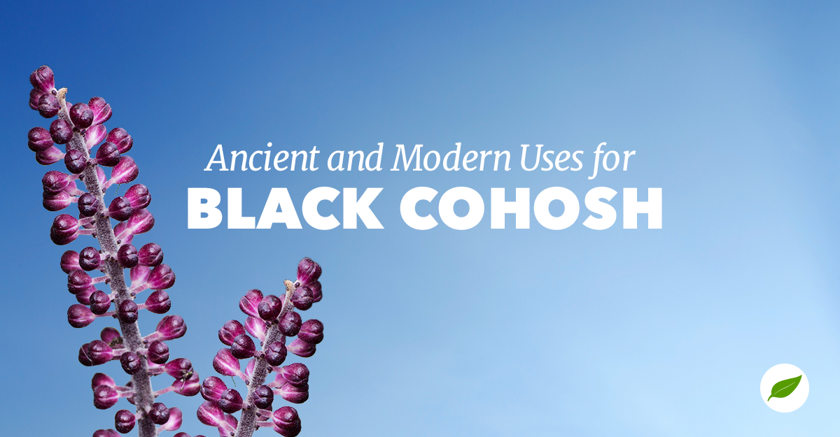 black-cohosh-uses