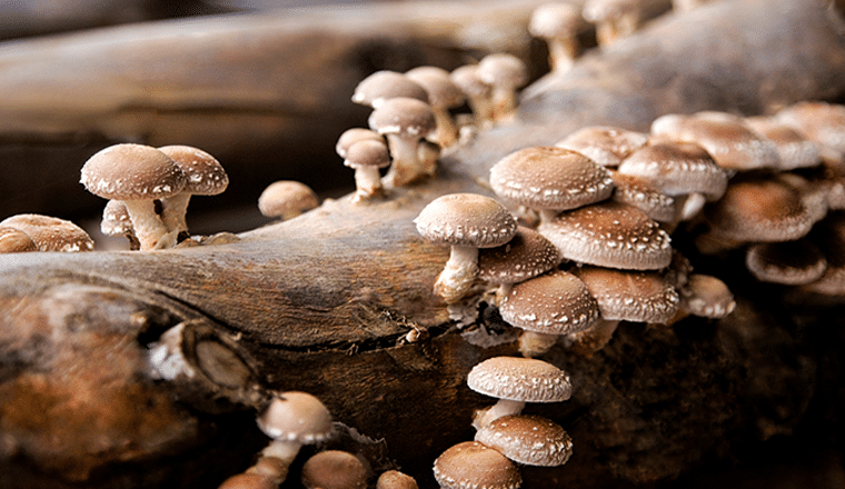 Why Medicinal Mushrooms Belong in Your Wellness Routine