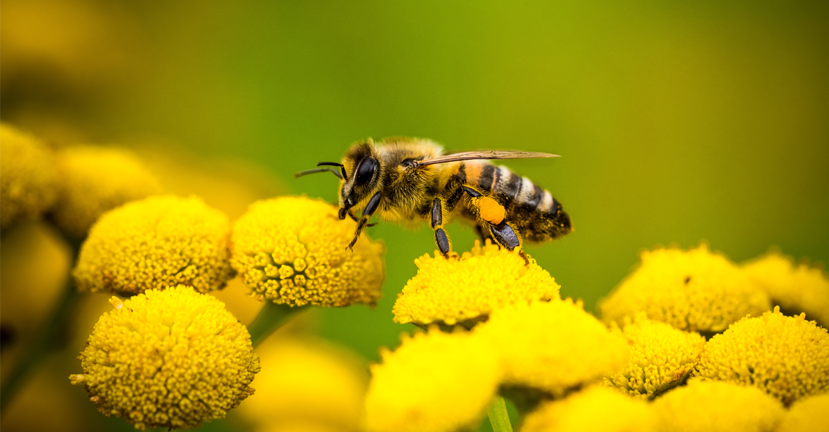 A bee landing on a bunch on small yellow flowers